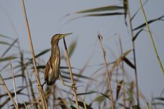 Little Bittern