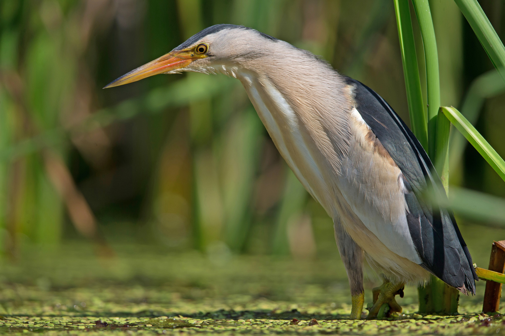 little bittern