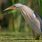 little bittern