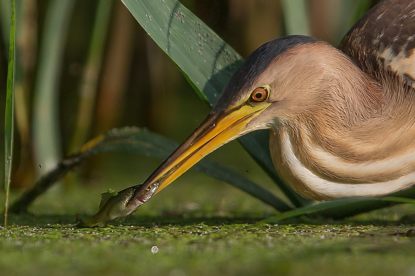 little bittern, female with fish