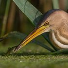 little bittern, female with fish