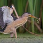 little bittern, male with frog