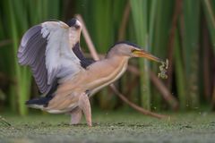 little bittern, male with frog