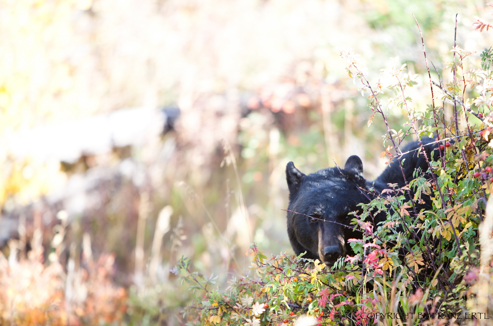 Little Black Bear