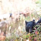 Little Black Bear