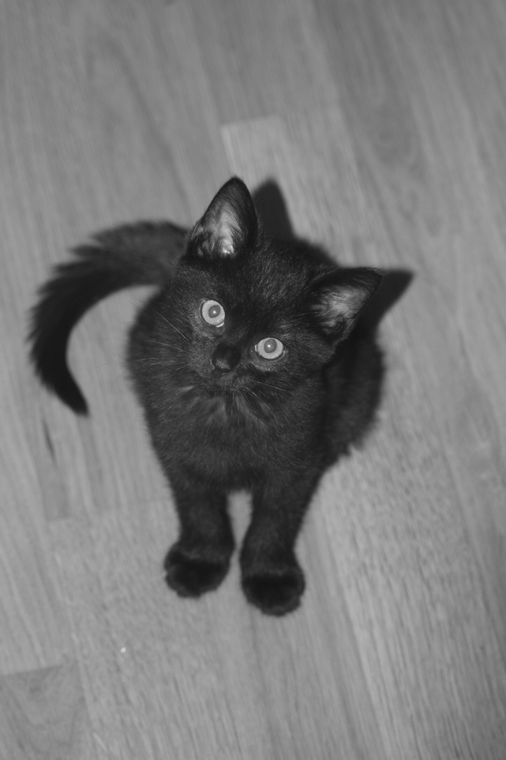 little black Cat