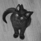 little black Cat
