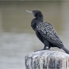 Little black cormorant