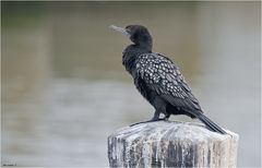 Little black cormorant