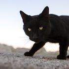 Little Black Panther