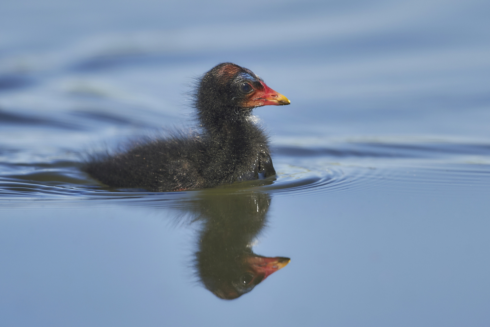 Little Blässhuhn