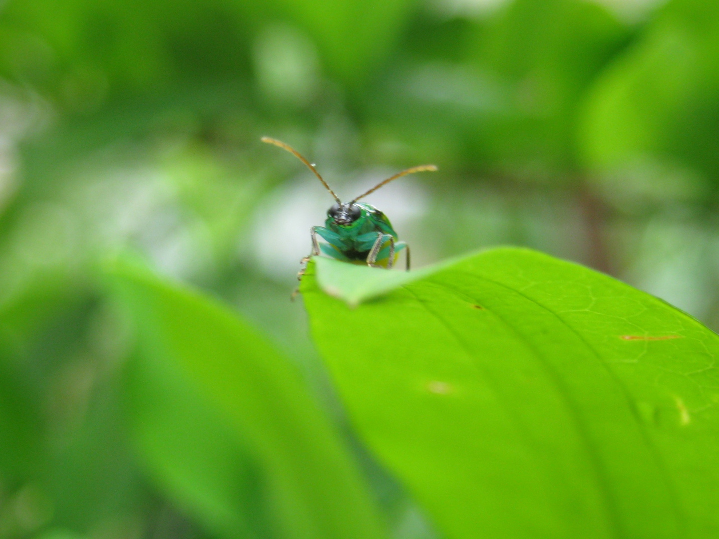 Little Blue