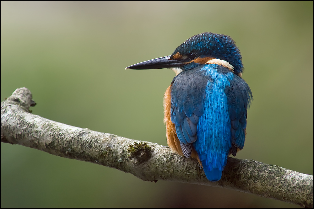 Little Blue von Ha-Jo Effertz 