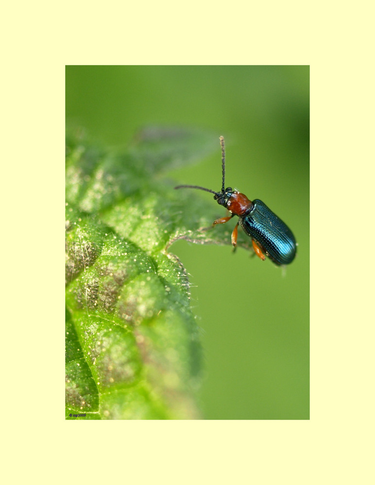 Little blue Beetle