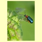 Little blue Beetle