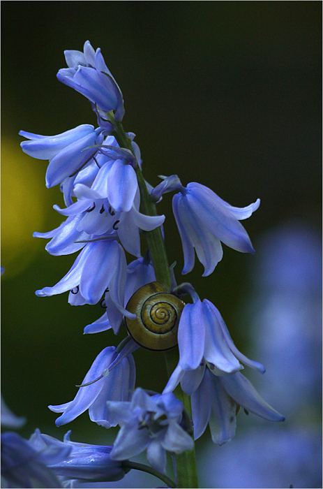 little blue bells