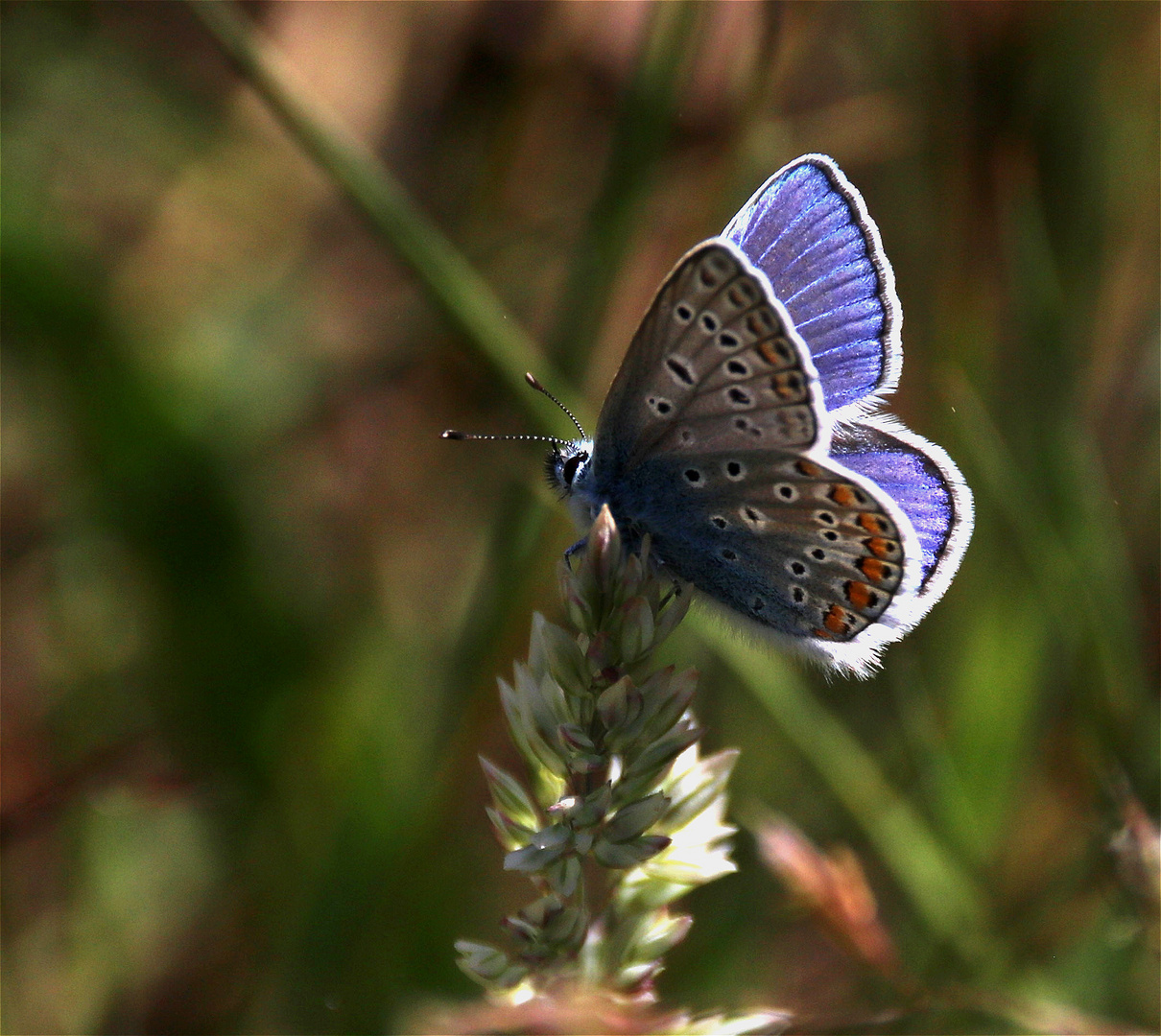 ~~ Little blue butterfly ~~