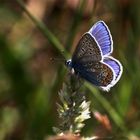 ~~ Little blue butterfly ~~