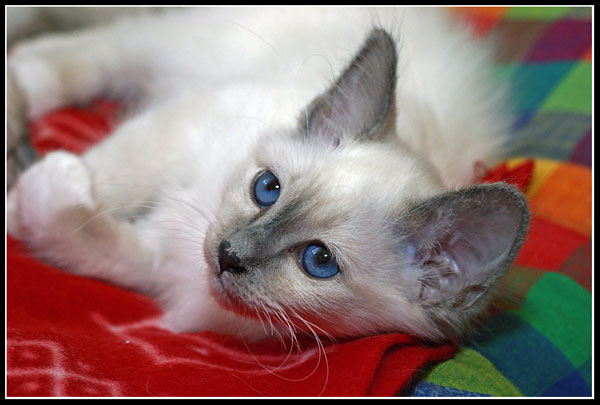 Little blue eyes