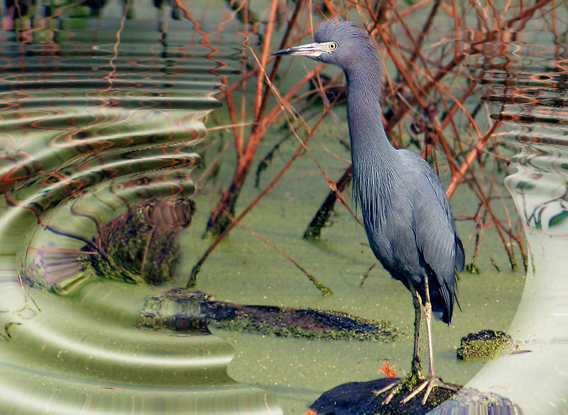 Little Blue Heron