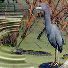 Little Blue Heron