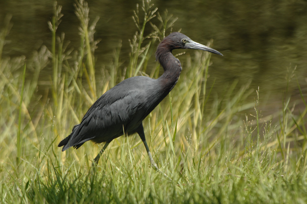 Little Blue Heron