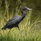 Little Blue Heron