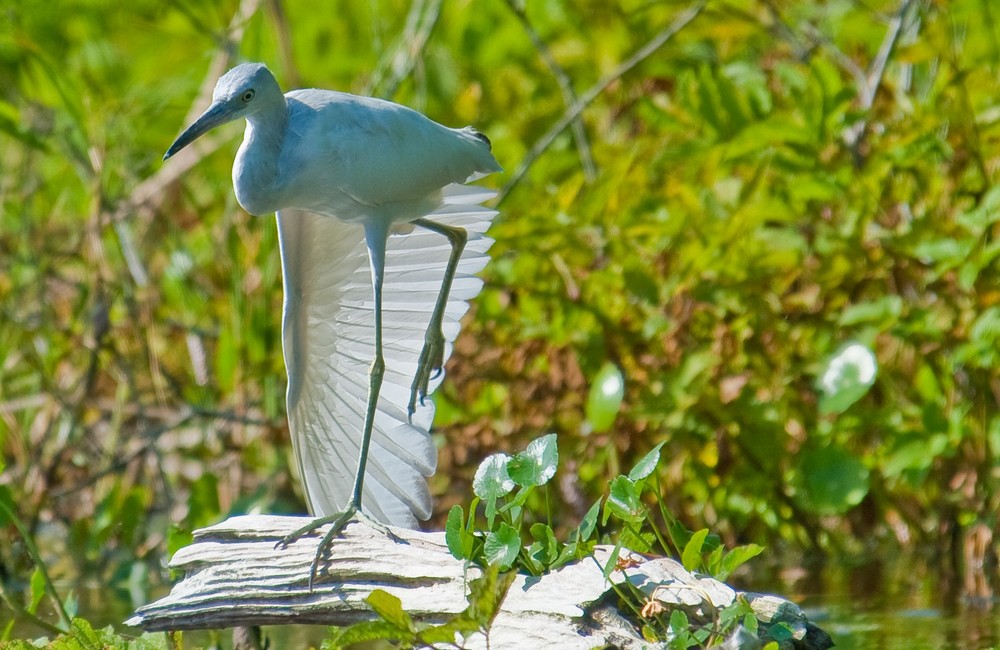 Little Blue Heron (Egretta caerulea)