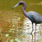 Little Blue Heron (Egretta caerulea)