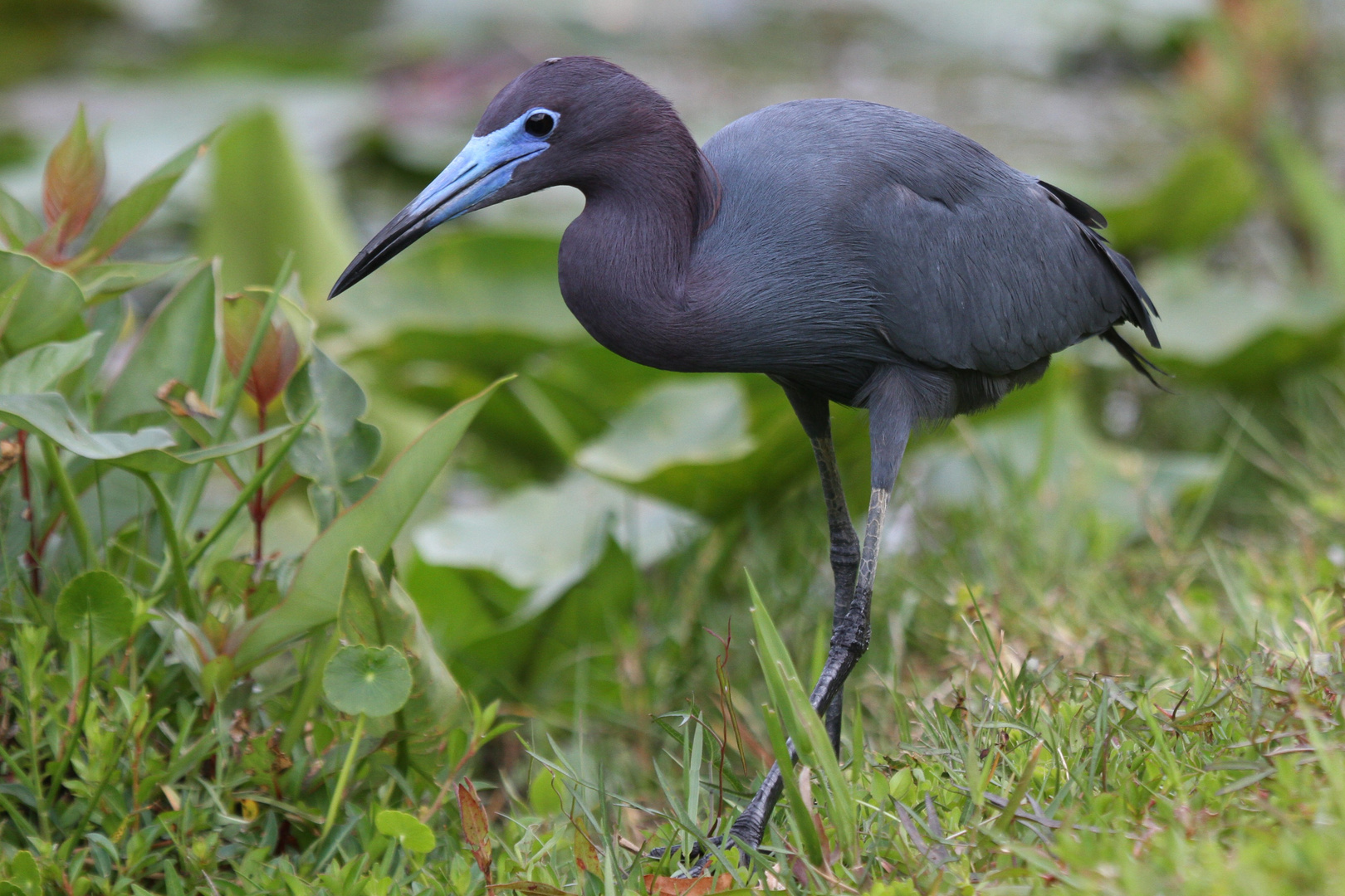 Little Blue Heron