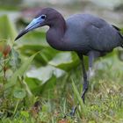 Little Blue Heron