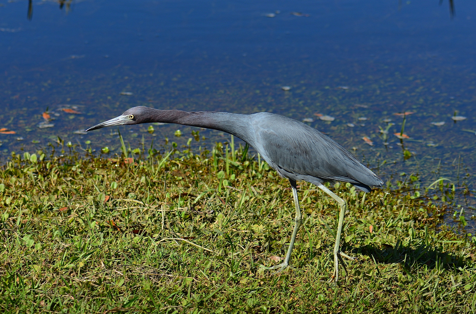 Little blue Heron ist etwas kurzsichtig