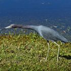 Little blue Heron ist etwas kurzsichtig