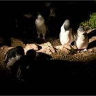 Little Blue Penguins | Tasmania