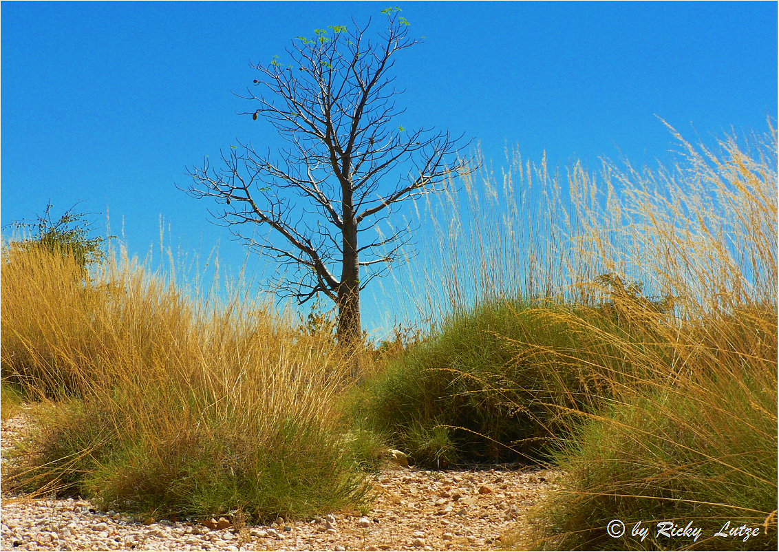 *** Little Boab and Spinifex ***