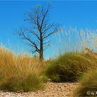 *** Little Boab and Spinifex ***