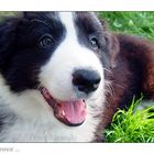 Little Border Collie