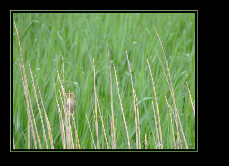 Little Brown Bird