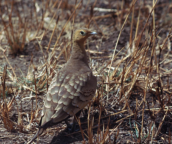 Little brown bird