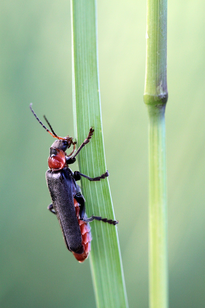 Little Bug (Cantharis Rustica)