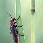 Little Bug (Cantharis Rustica)