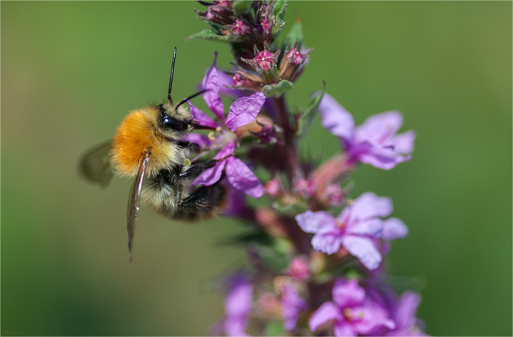 Little Bumblebee