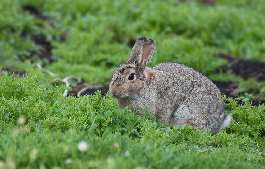 Little bunny