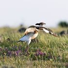 Little Bustard