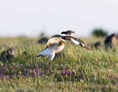 Little Bustard