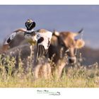 little bustard Gallina prataiola workshop Oscar Mura  https://www.wildlifefoto.it/