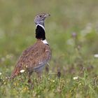 Little bustard (Tetrax tetrax), Zwergtrappe, Extremadura, Spanien, Spain