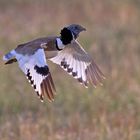 Little bustard (Tetrax tetrax), Zwergtrappe, Extremadura, Spanien, Spain