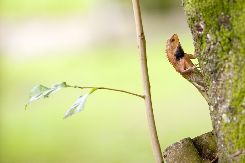 Little but curious lizard!