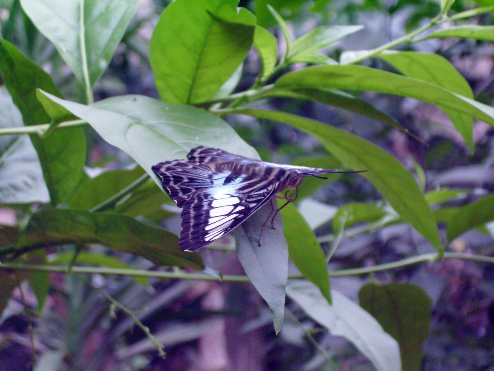 Little Butterfly